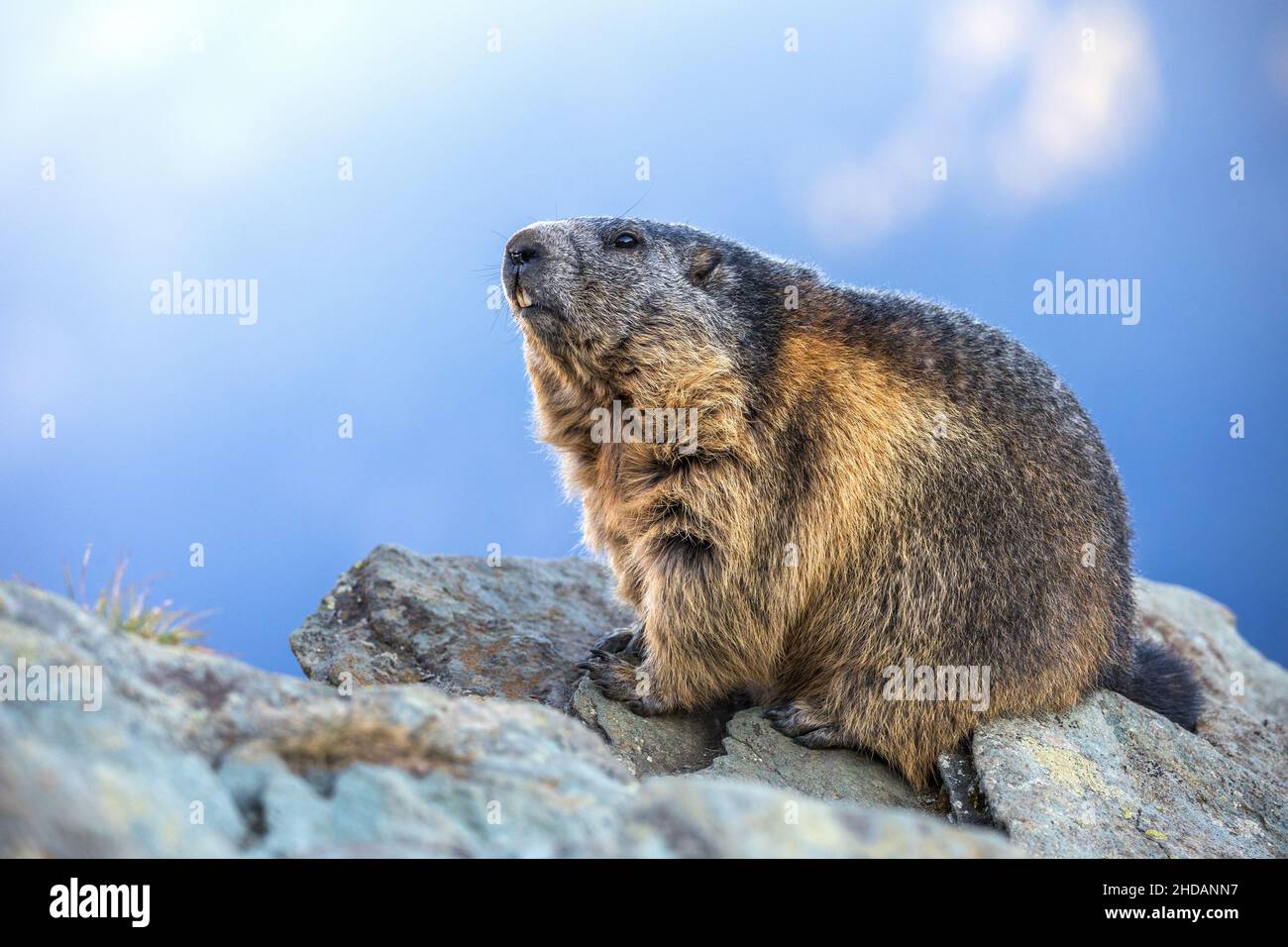 Alpenmurmeltier (Marmota marmota) Stock Photo