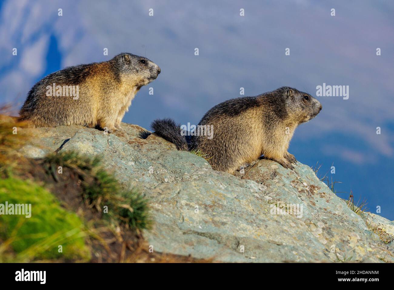 Alpenmurmeltier (Marmota marmota) Stock Photo