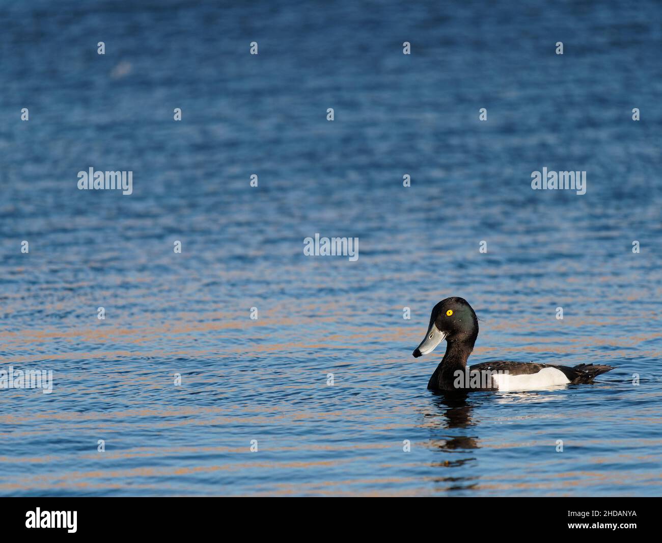 A male tufted duck (Aythya fuligula) on the water at the RSPB Dearne Valley Old Moor, a nature reserve in Barnsley, South Yorkshire. Stock Photo