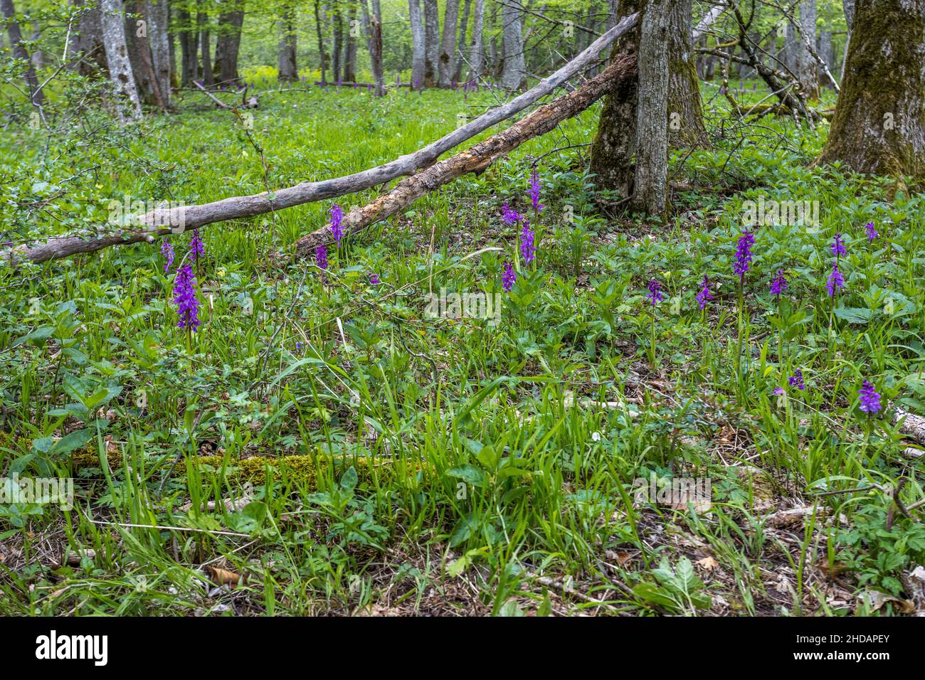 Mannsknabenkraut (Orchis mascula) Stock Photo