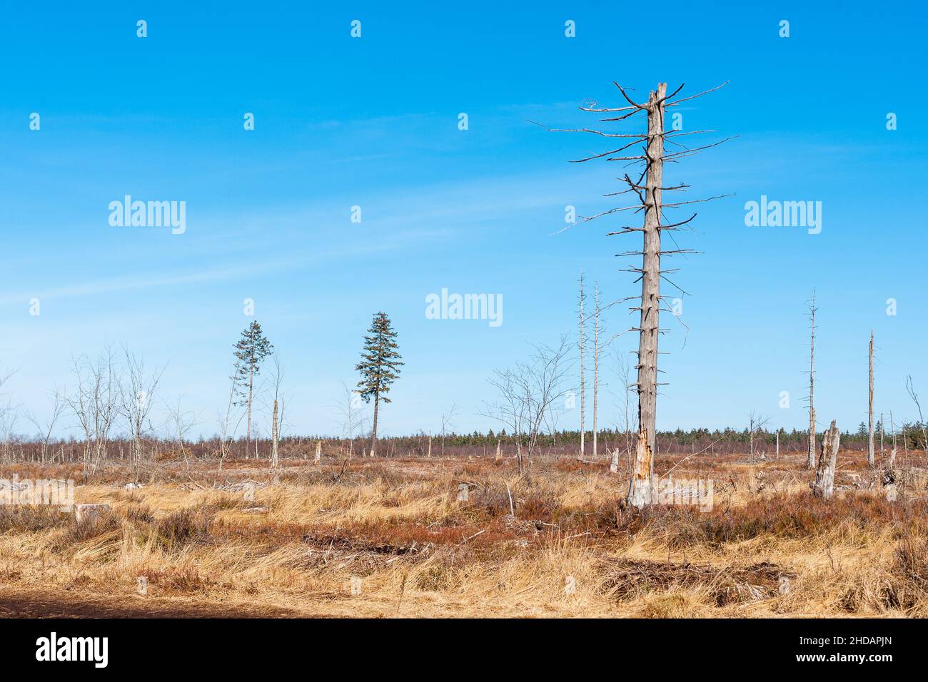 Wasteland full of dead trees on a sunny day in summer Stock Photo
