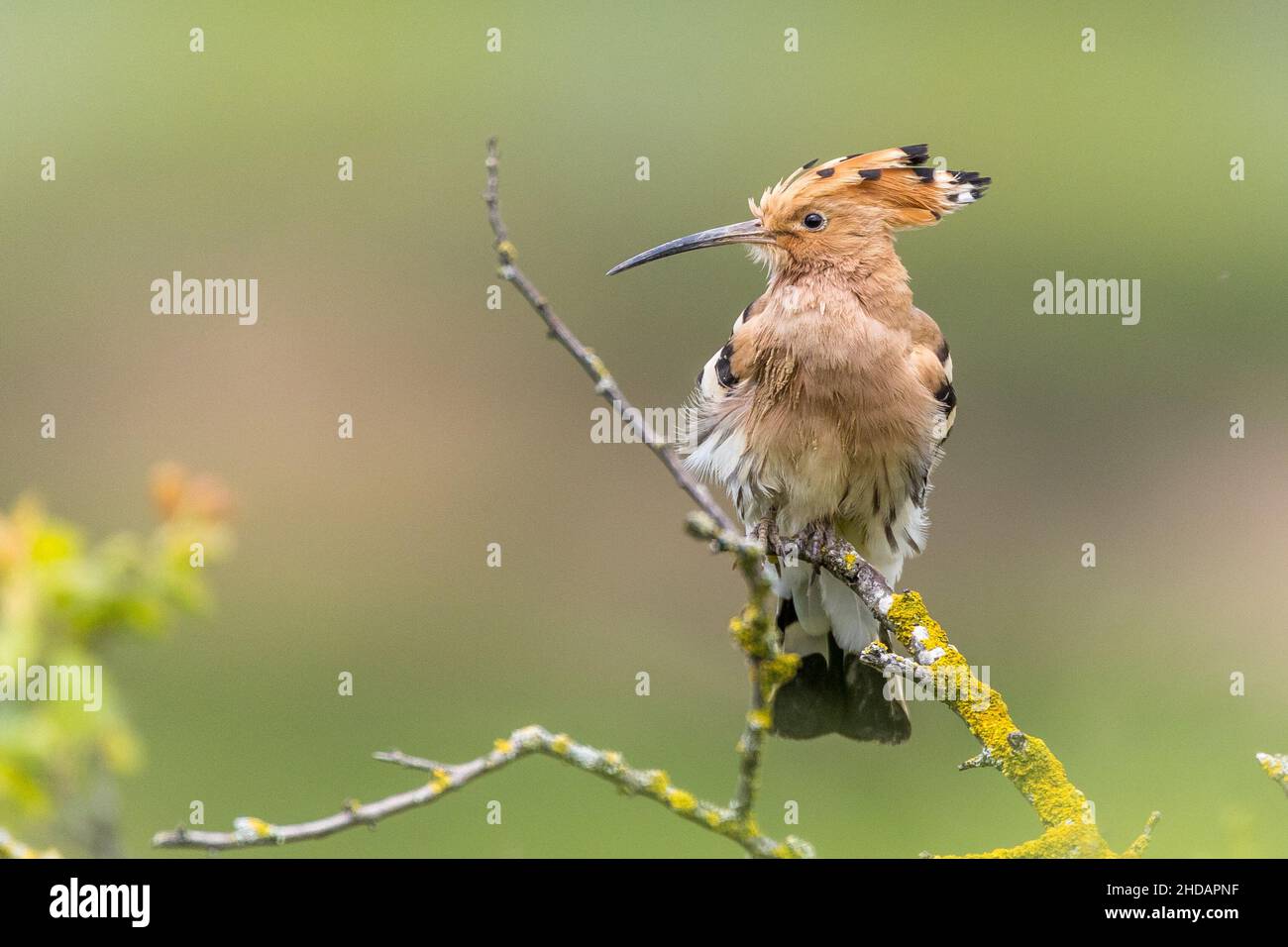 Wiedehopf (Upupa epops) Stock Photo