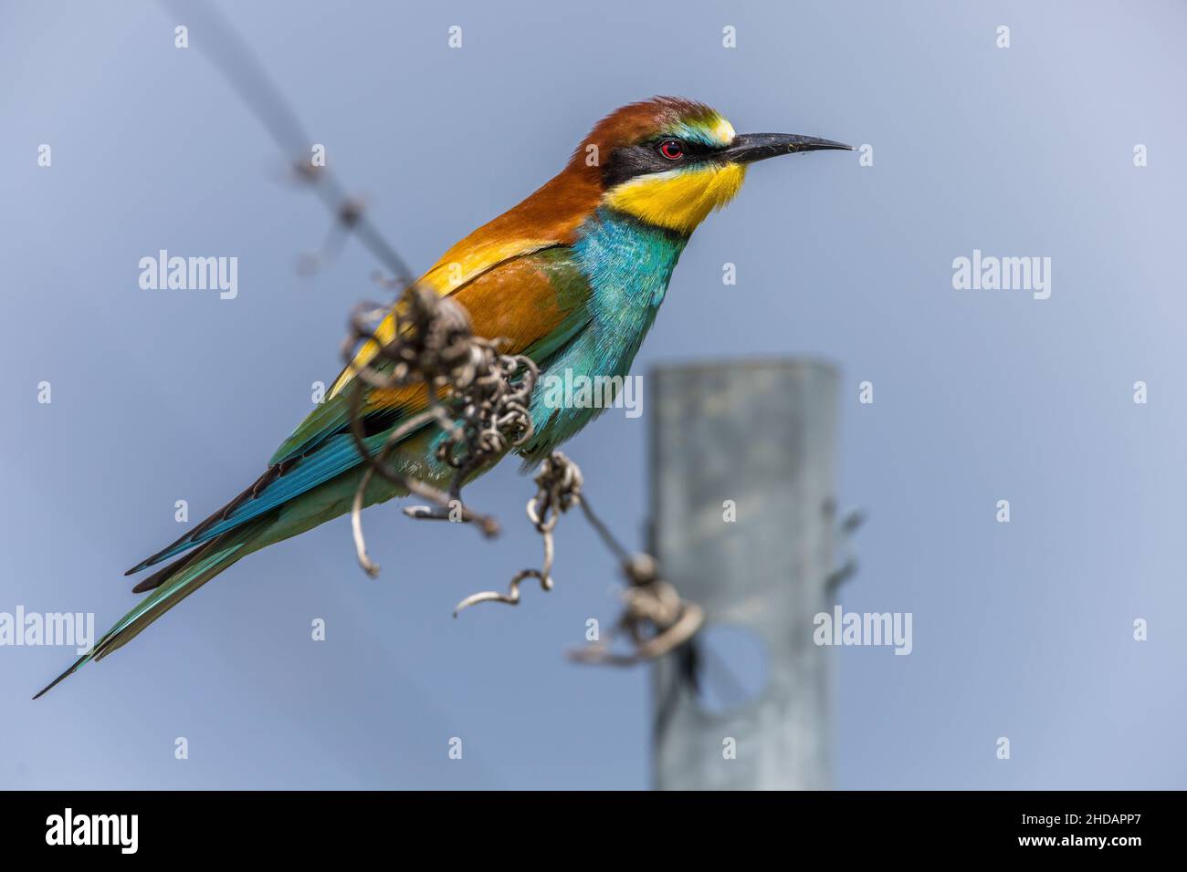 Bienenfresser (Merops apiaster) Stock Photo