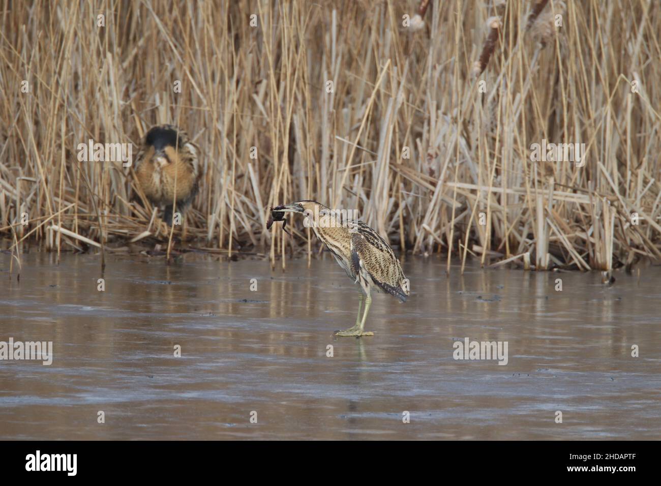 The bittern on the ice caught a frog and was chased out of the reeds on to the ice by a more dominant bird, but kept its meal. Stock Photo