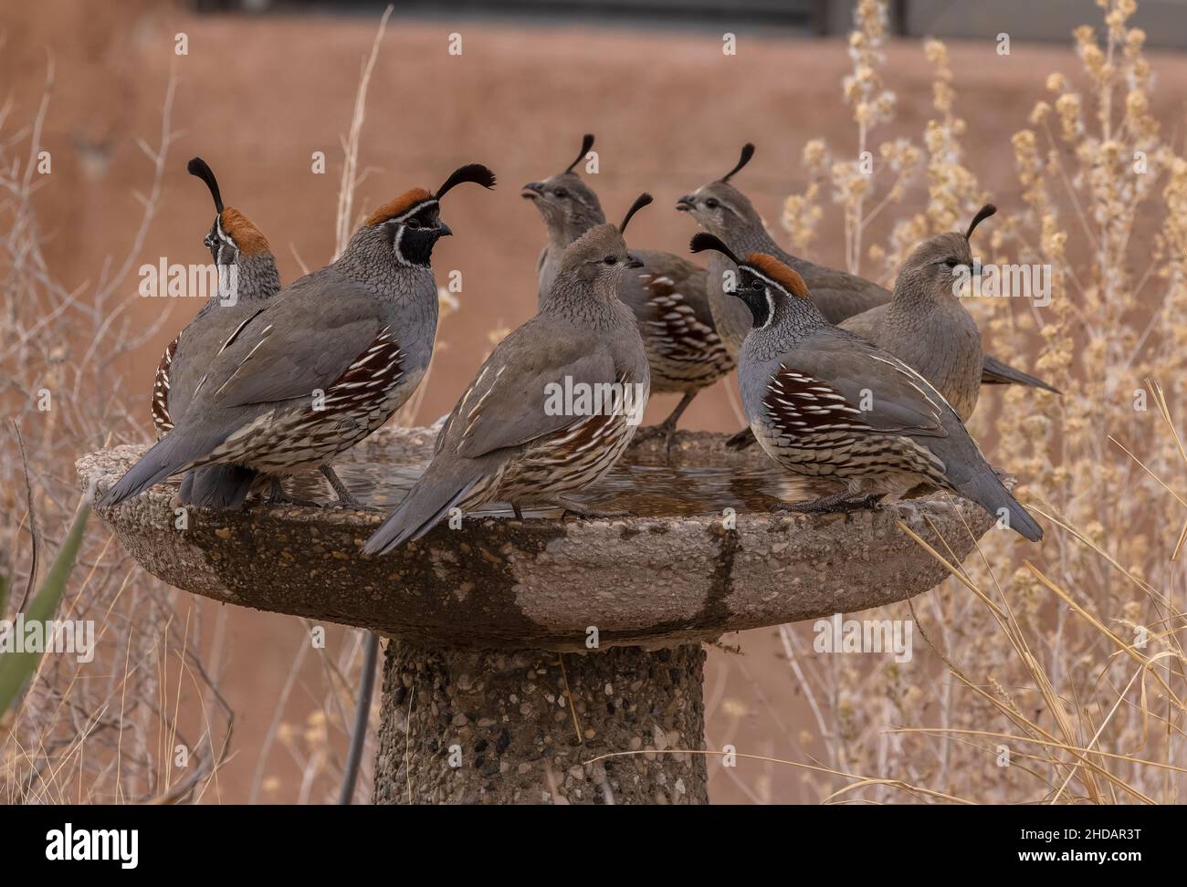 Group of Gambel's quail, Callipepla gambelii, drinking at bird-bath in the Chihuahua Desert, New Mexico. Stock Photo