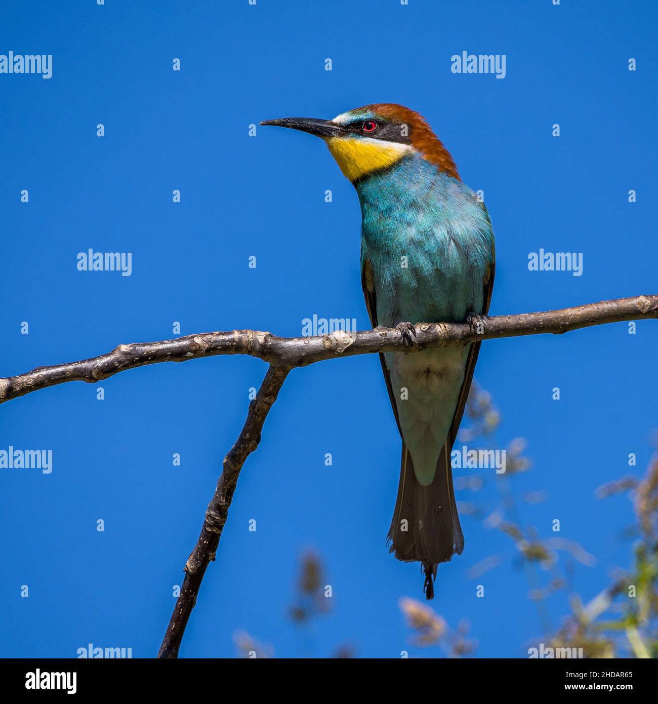 Bienenfresser (Merops apiaster) Stock Photo