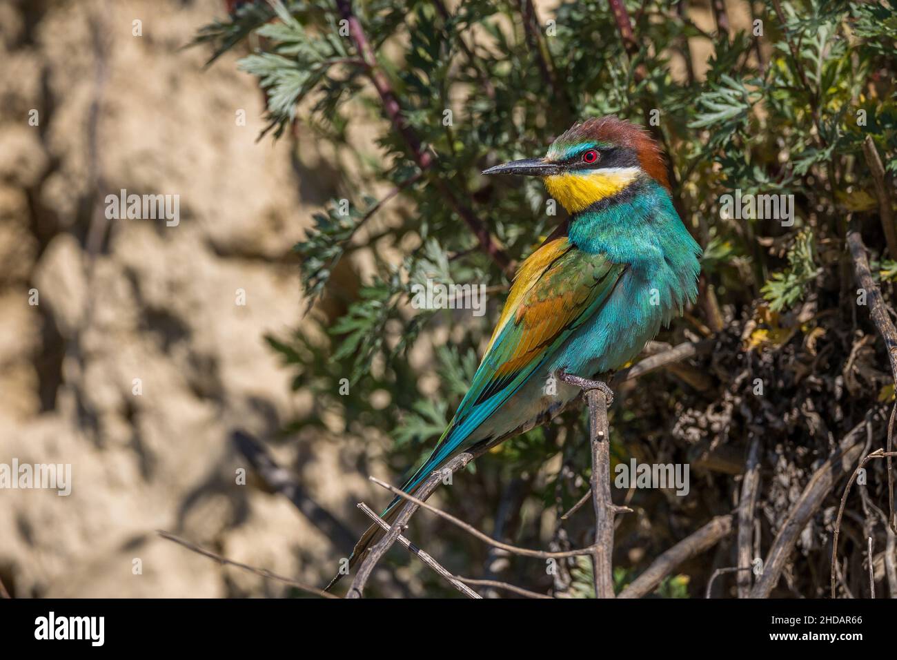 Bienenfresser (Merops apiaster) Stock Photo