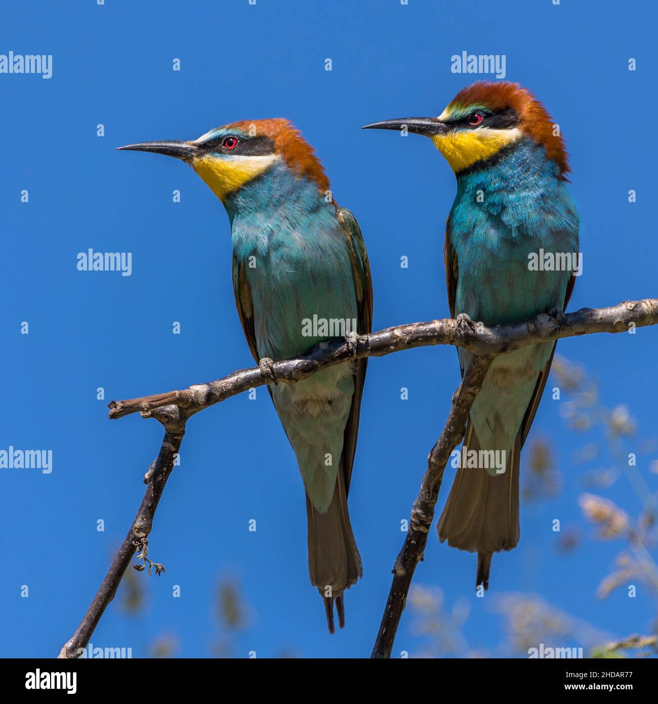 Bienenfresser (Merops apiaster) Stock Photo