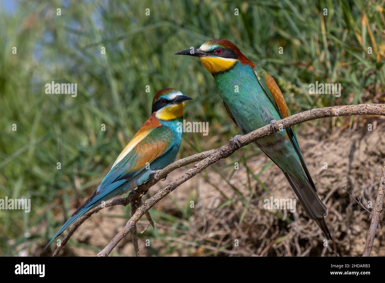 Bienenfresser (Merops apiaster) Stock Photo