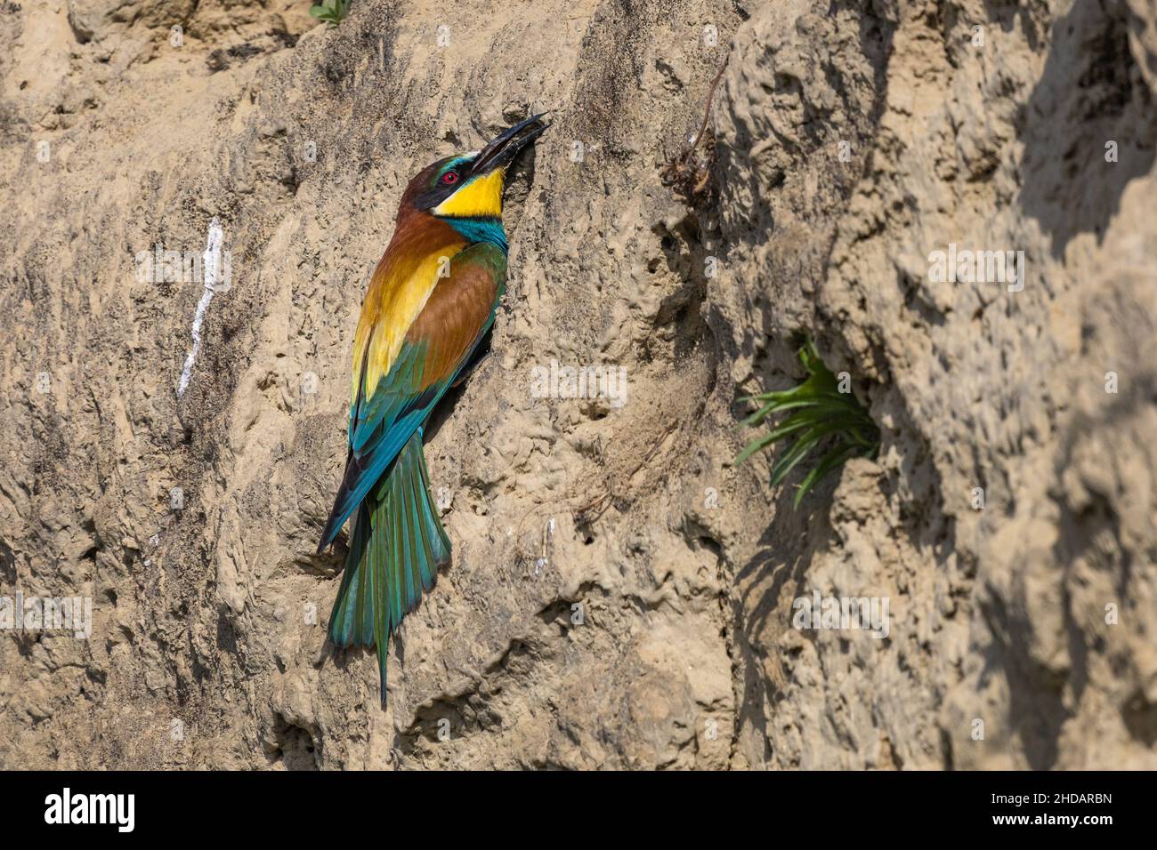 Bienenfresser (Merops apiaster) Stock Photo