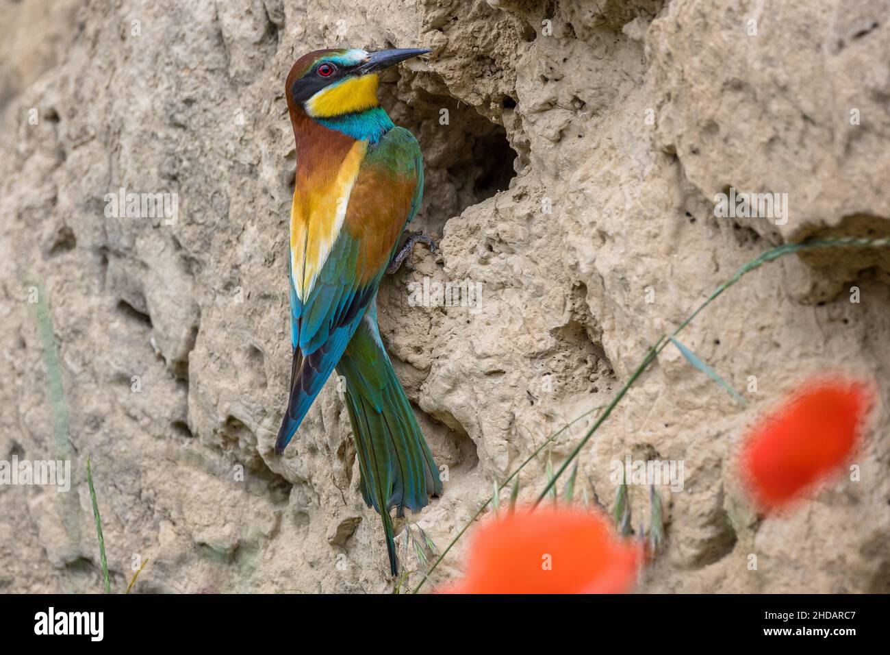 Bienenfresser (Merops apiaster) Stock Photo