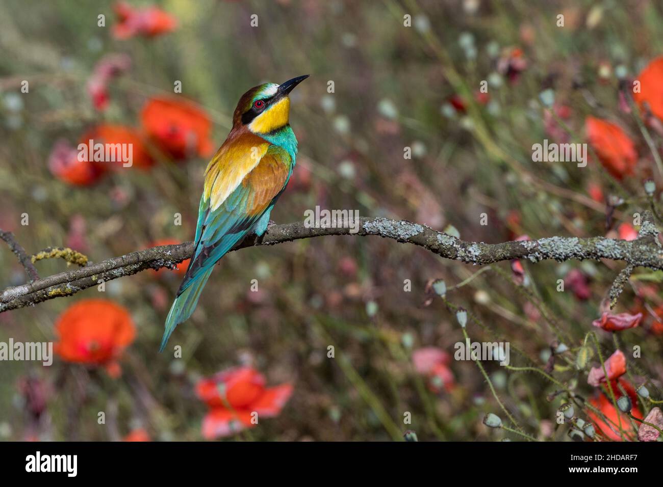 Bienenfresser (Merops apiaster) Stock Photo