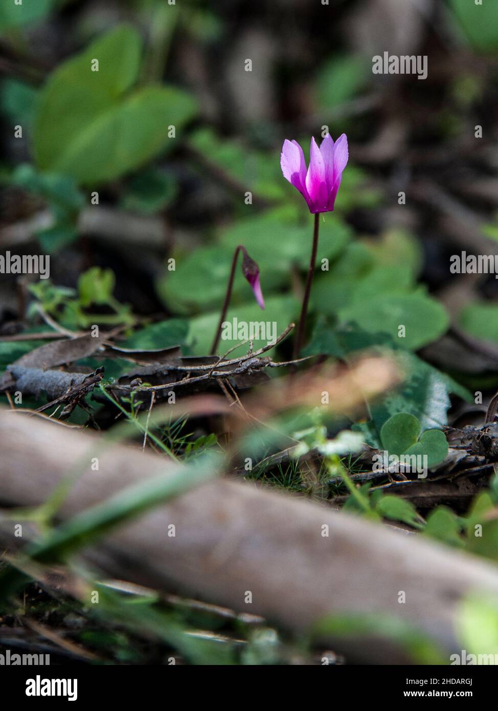Close-up shot of a purple cyclamen flower in an outdoor garden Stock Photo