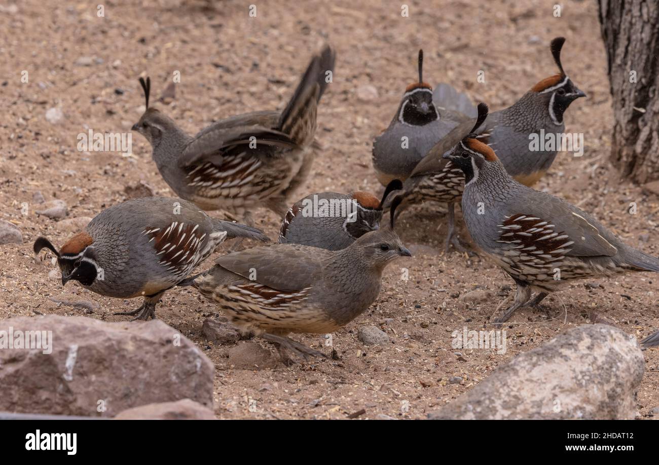 Group of Gambel's quails, Callipepla gambelii, in the Chihuahua Desert