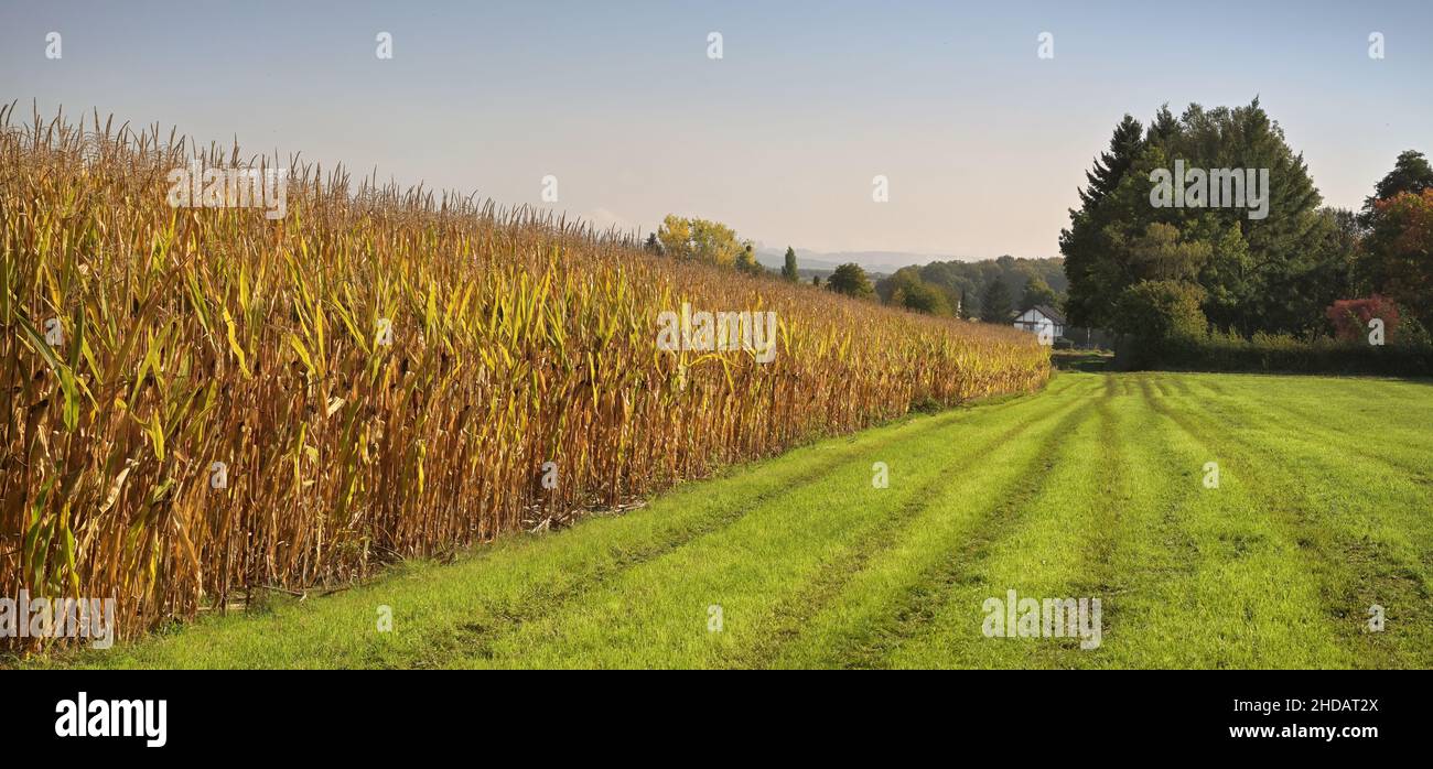 Landscape with a corn field Stock Photo - Alamy