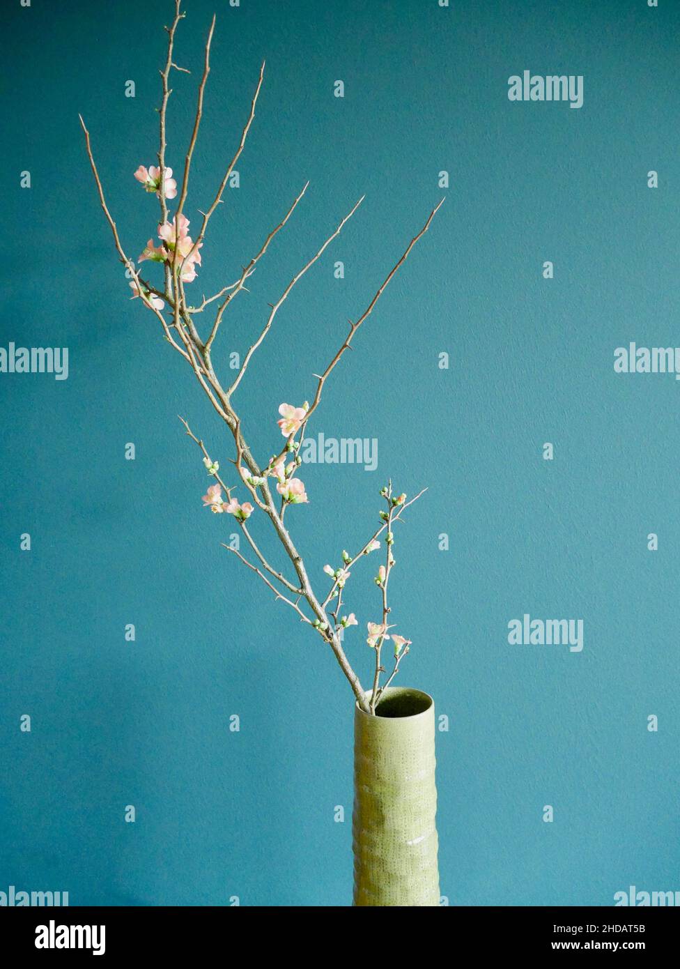 Blooming quince branch in green ceramic vase against petrol wall. Natural floristics. Stock Photo