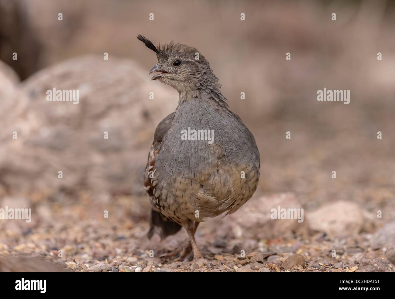 Female Gambel's quail, Callipepla gambelii, in the Chihuahua Desert, New Mexico. Stock Photo