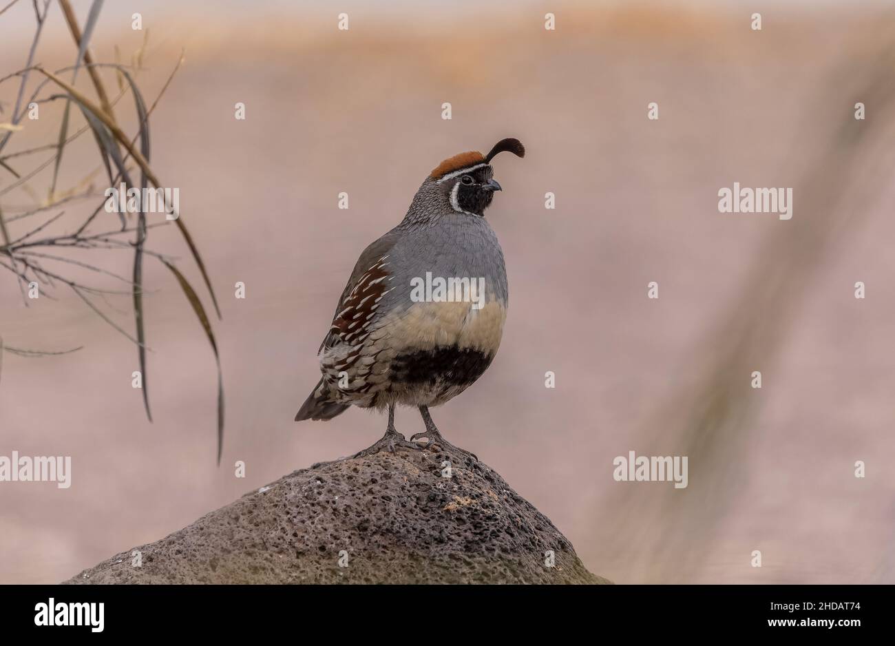 Male Gambel's quail, Callipepla gambelii, perched on rock in the Chihuahua Desert, New Mexico. Stock Photo