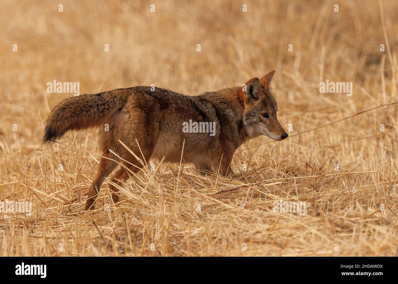 Chihuahua desert coyote hires stock photography and images Alamy