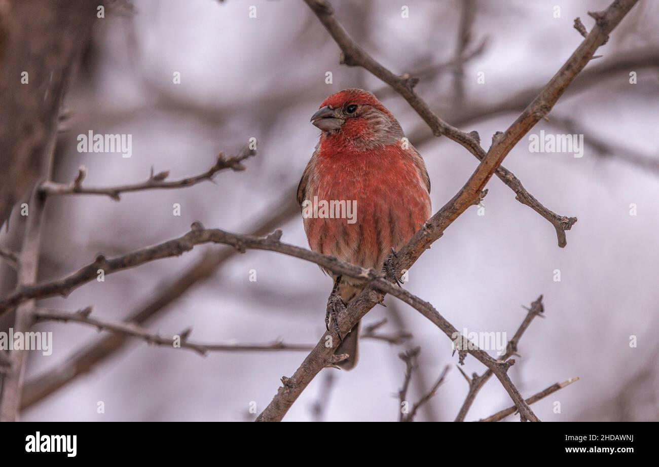 Male House finch, Haemorhous mexicanus, in wildlife garden, New Mexico. Stock Photo