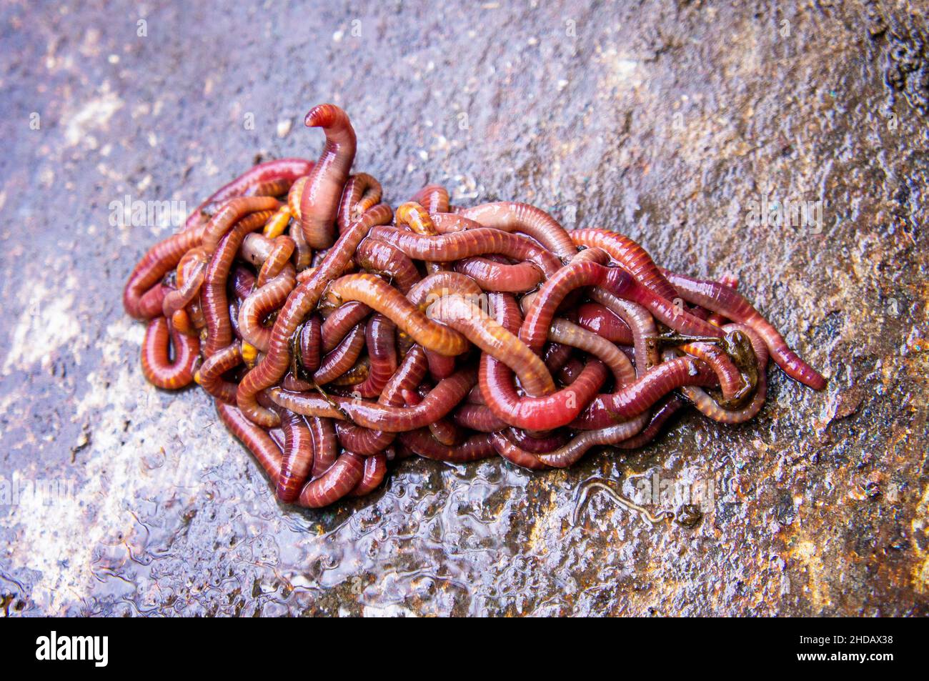 Eisenia andrei/fetida, earthworm, manure worm, tiger worm, red wiggler worm, December 31, 2021.  (CTK Photo/Libor Sojka) Stock Photo