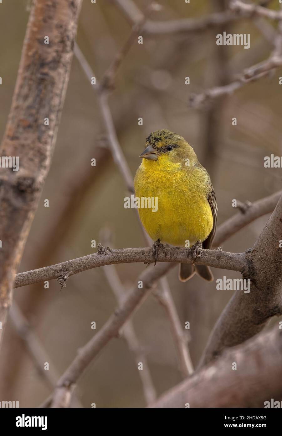 Female american goldfinch bird hi-res stock photography and images - Alamy