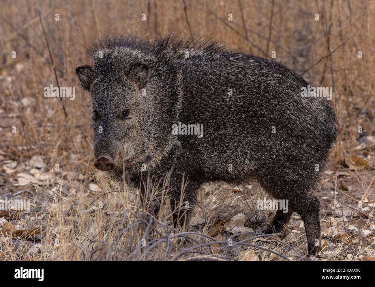 Collared peccary, Dicotyles tajacu, in riverine forest in winter, Rio ...