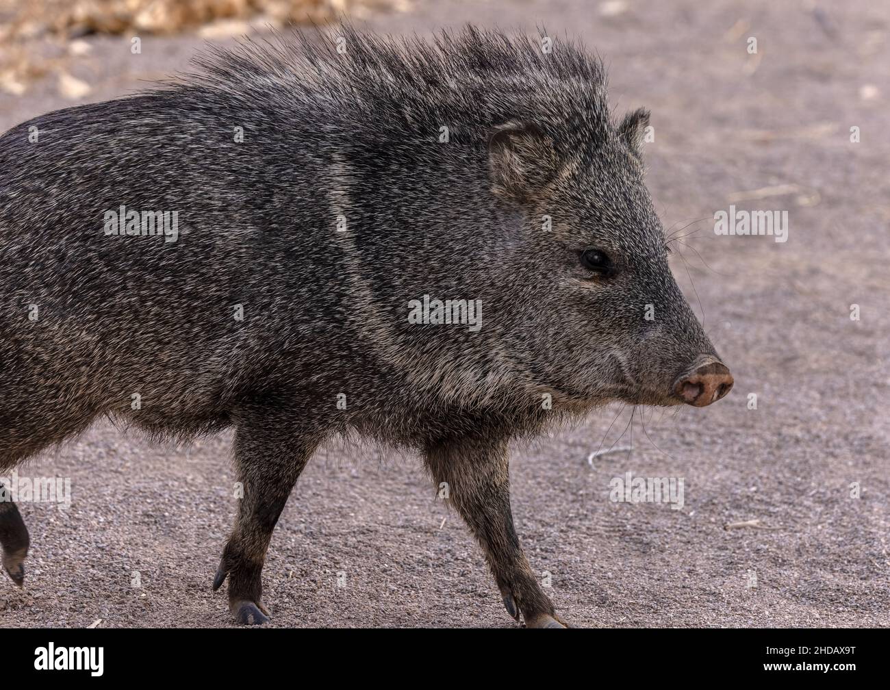 Collared peccary, Dicotyles tajacu, in riverine forest in winter, Rio Grande valley, New Mexico. Stock Photo