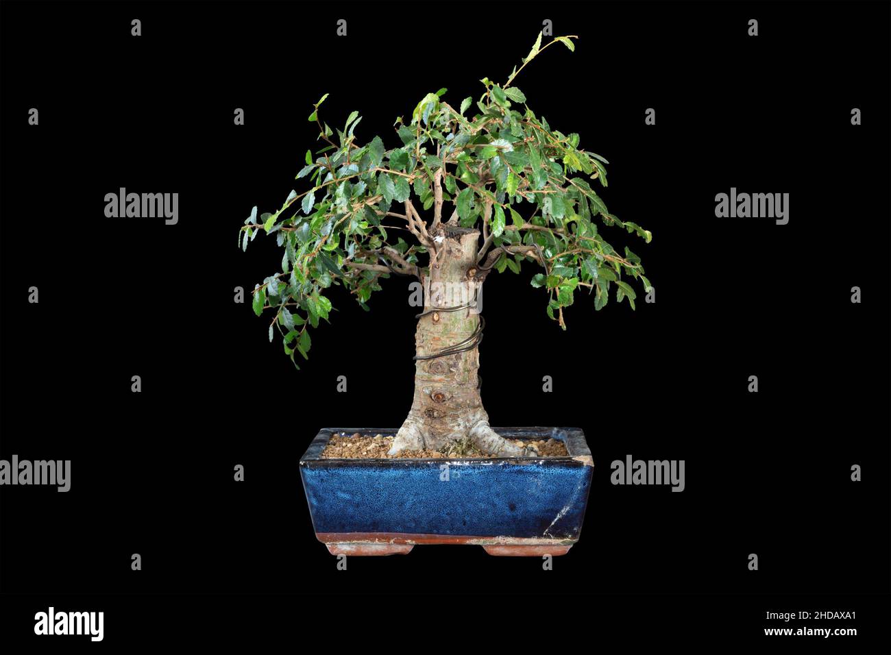 chinese elm bonsai isolated on dark background, planted in a blue glazed ceramic pot (Ulmus parvifolia) Stock Photo