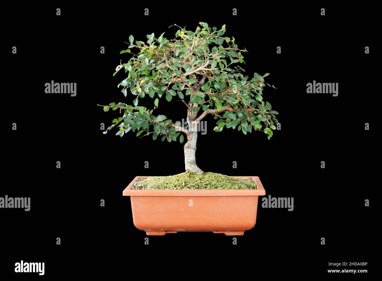 chinese elm bonsai on training pot, isolated over dark background Stock Photo