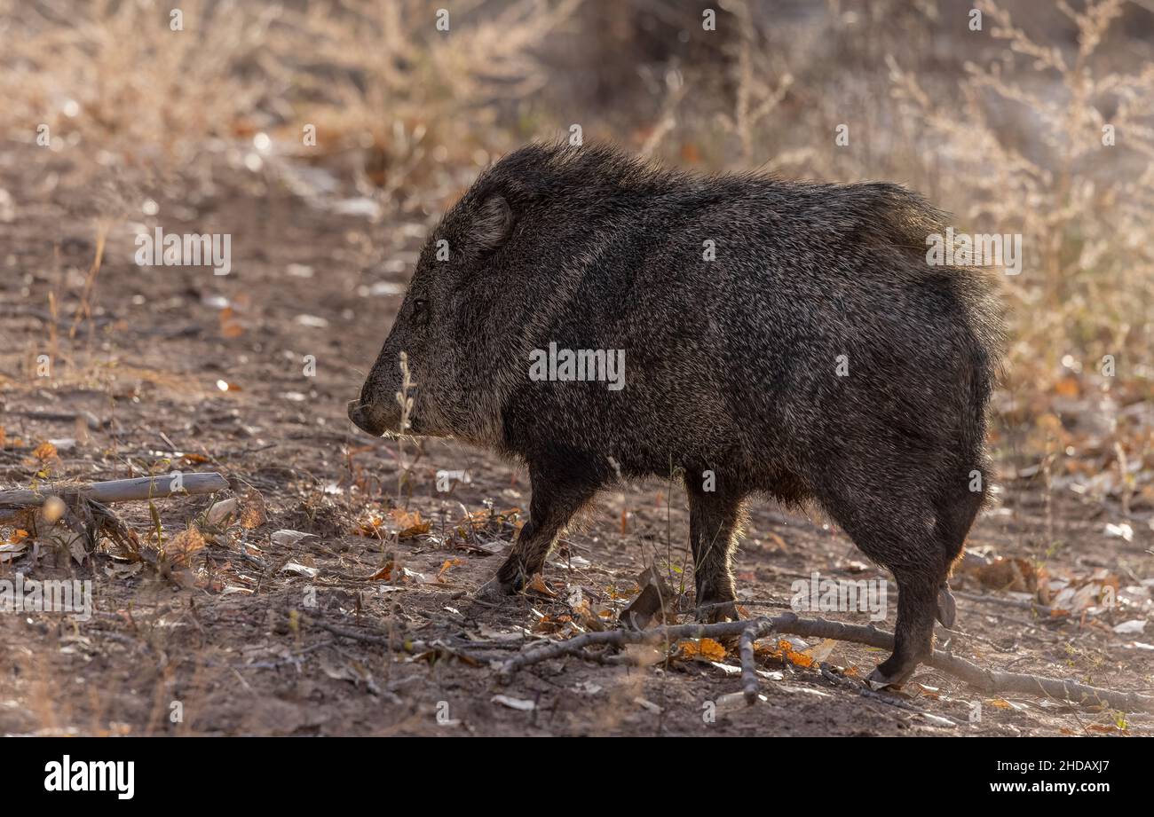 Collared peccary, Dicotyles tajacu, in riverine forest in winter, Rio ...