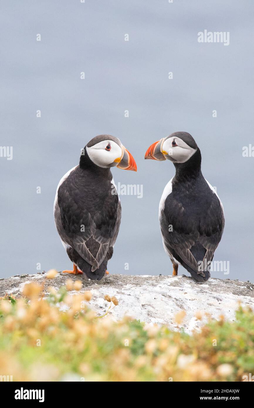 Two atlantic puffins with copyspace - Isle of May, Scotland, UK Stock Photo