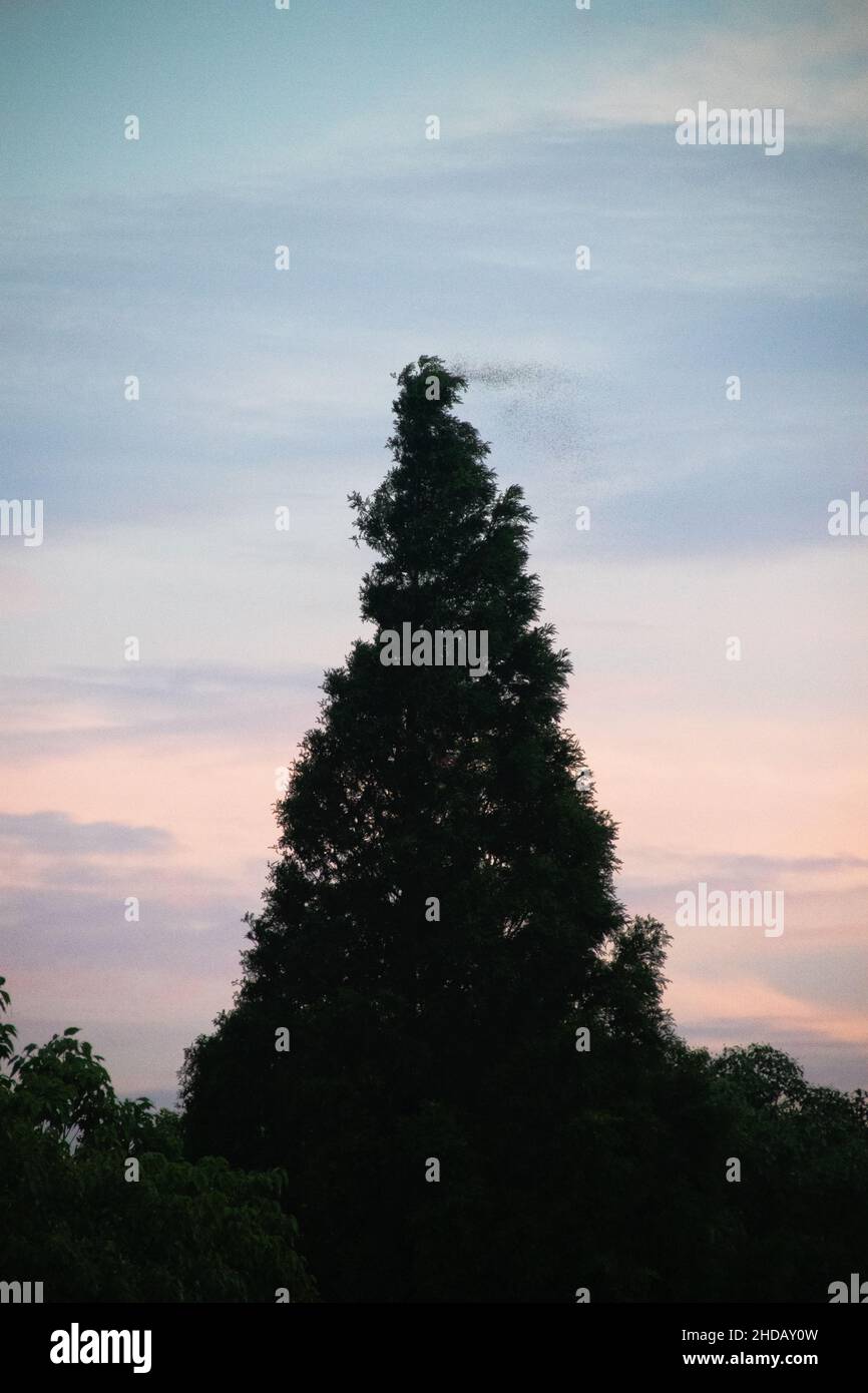 Vertical shot black tree hi-res stock photography and images - Alamy