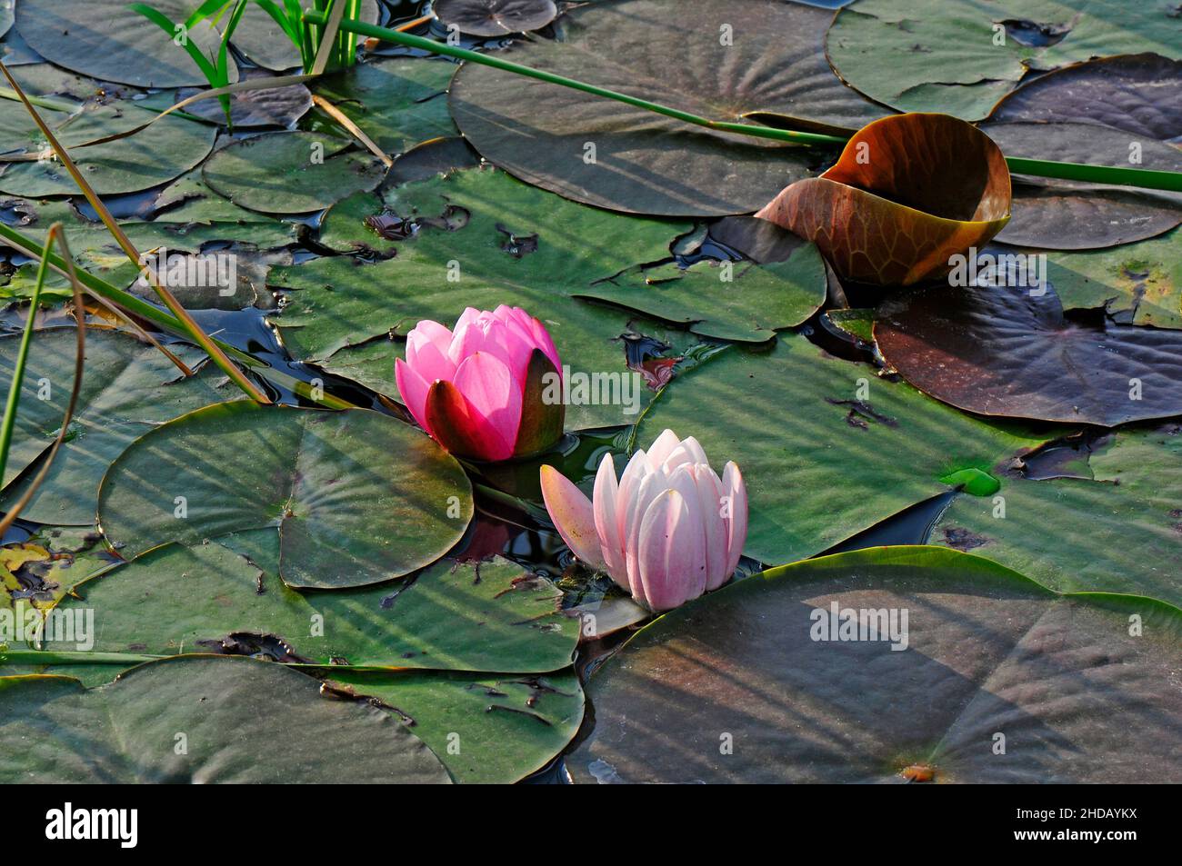 Scenic view of pink lotus flowers on the lake Stock Photo