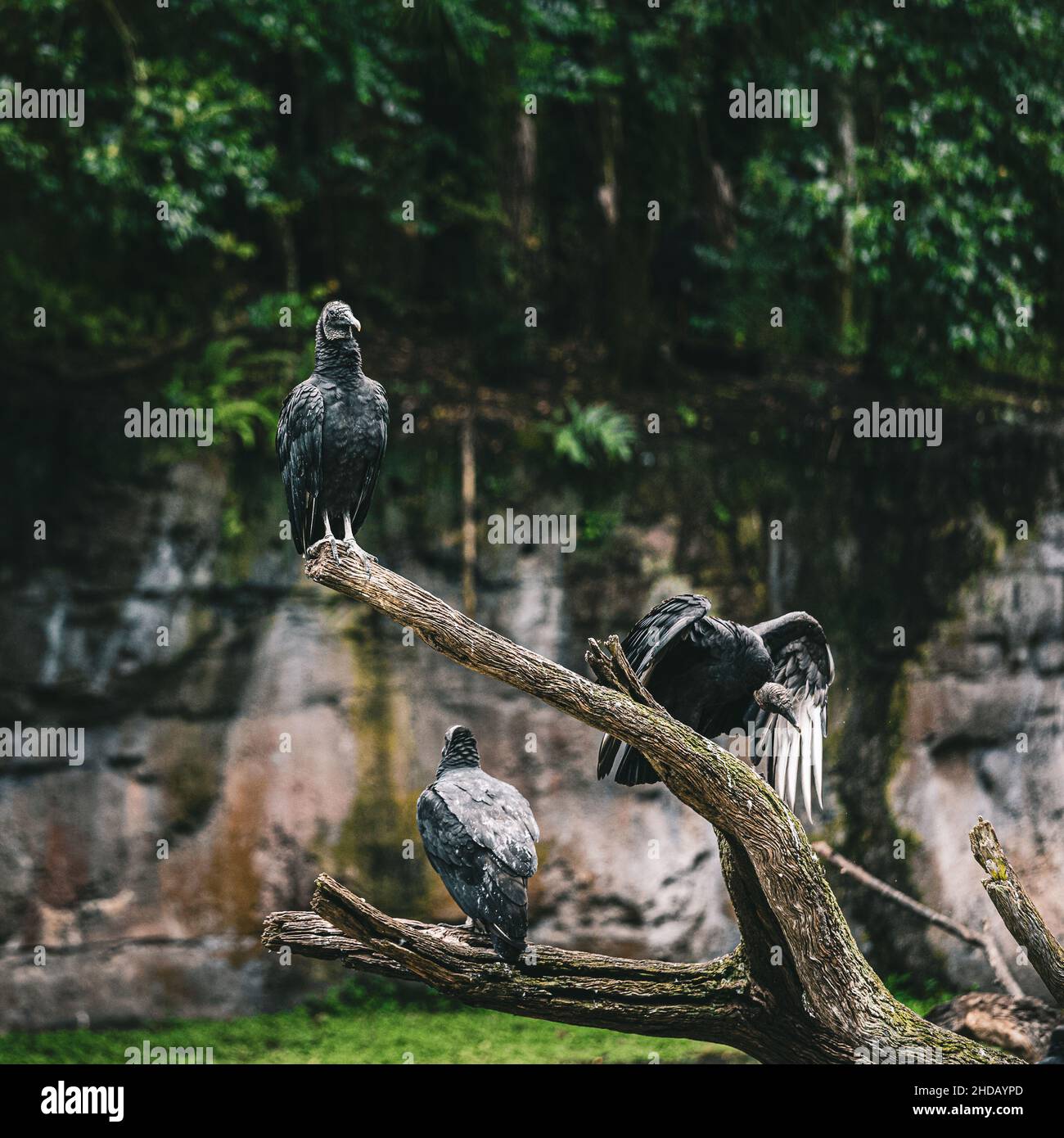 Vertical shot of the vultures perched on a dead tree. Orlando, United States. Stock Photo