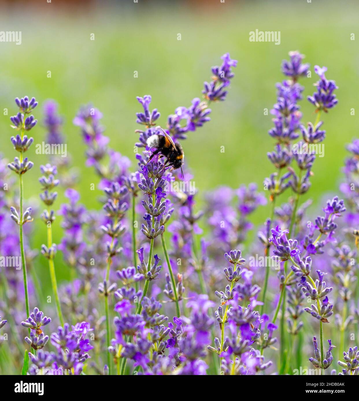 Fluffy bumblebee collects nectar on a purple lavender flower. Selective focus Stock Photo
