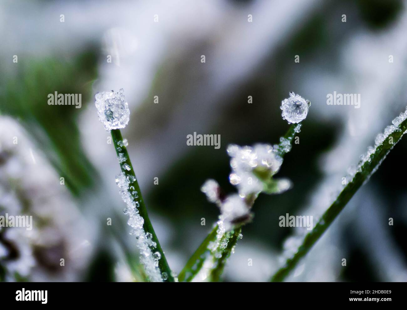 Shallow focus of Eriocaulon plants with icy snow on it with a blurred background Stock Photo