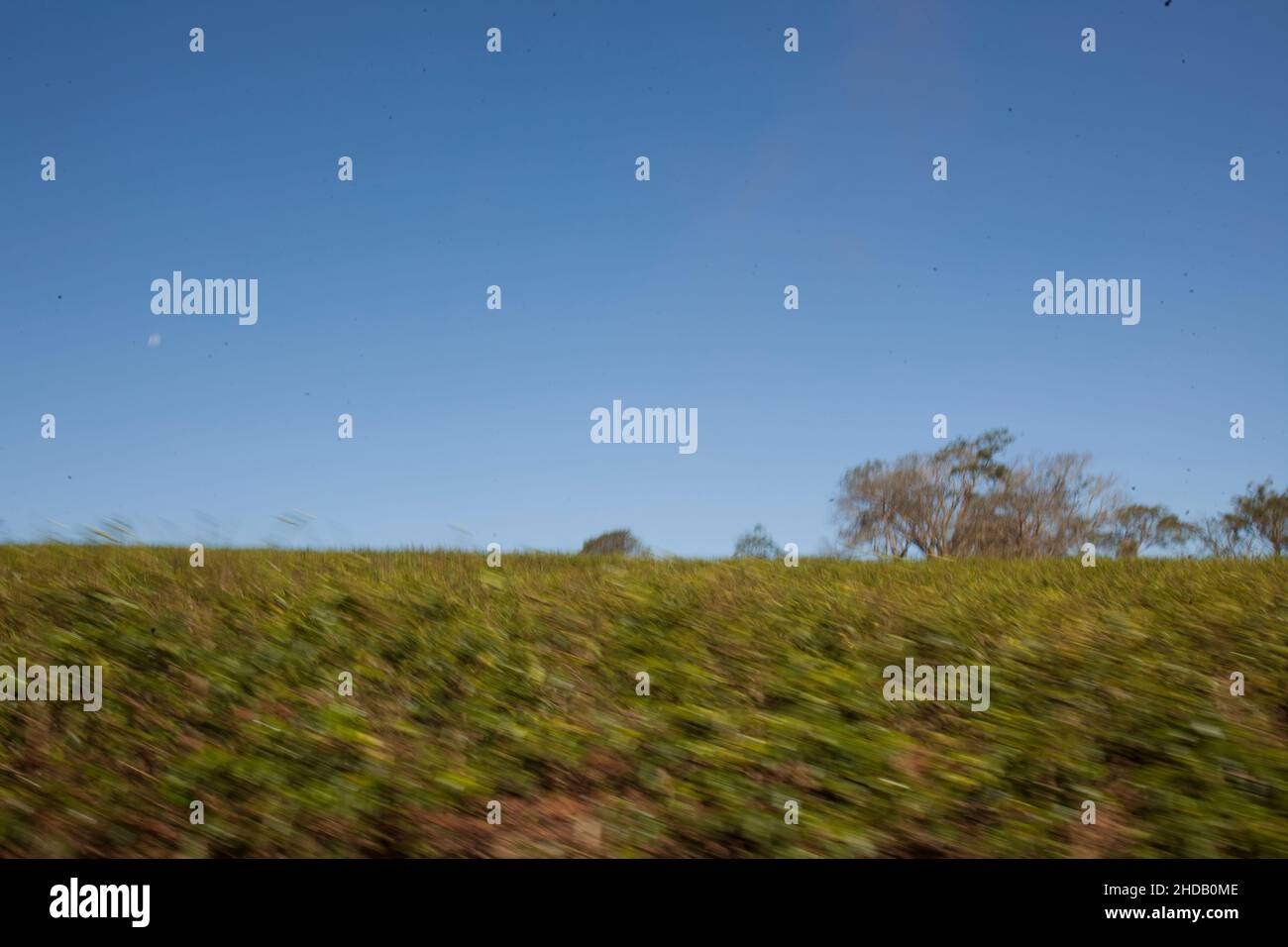 View of a coffee plantation in brazil, south america. High quality photo Stock Photo