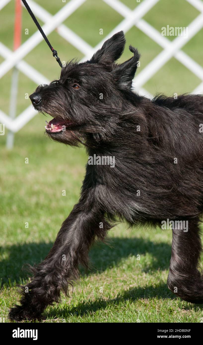 Berger Picard walking in dog show ring Stock Photo
