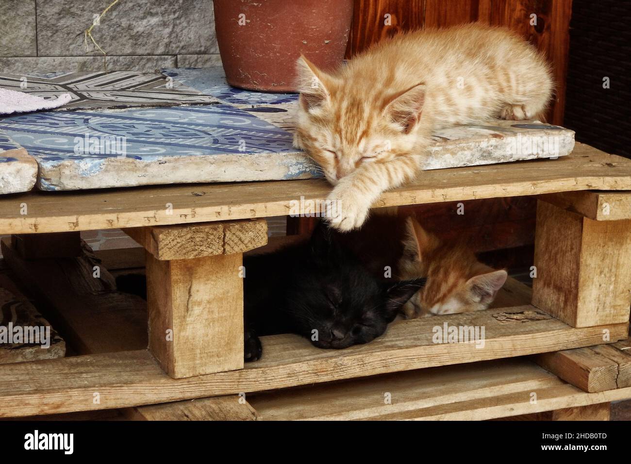 Close-up of three cats sleeping on a wooden pallet shelves Stock Photo