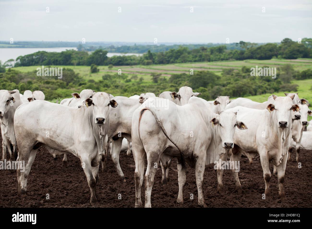 Cattle herded in america hi-res stock photography and images - Alamy