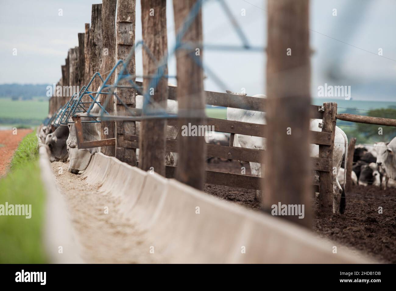 Cattle herded in america hi-res stock photography and images - Alamy