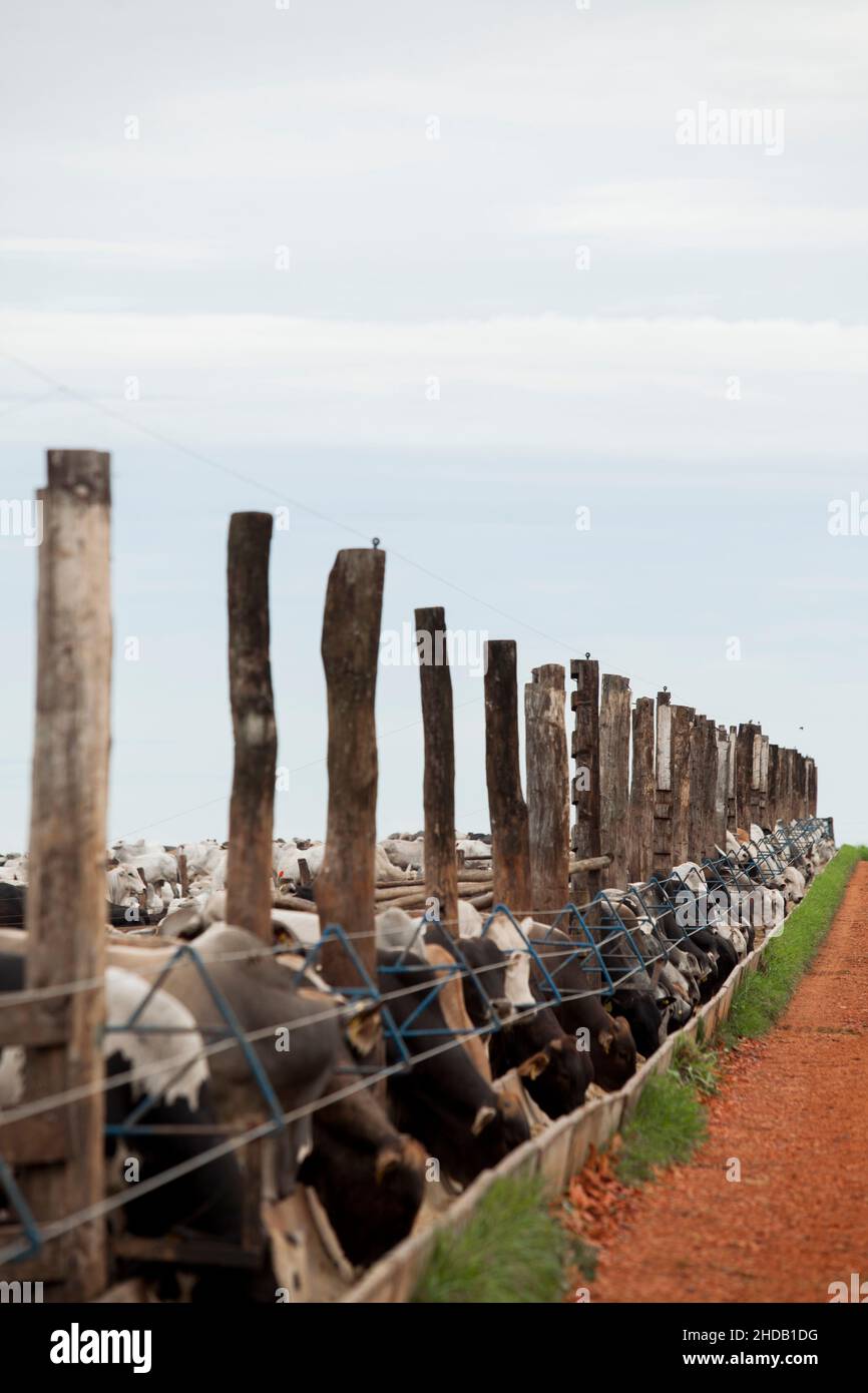 Cattle herded in america hi-res stock photography and images - Alamy