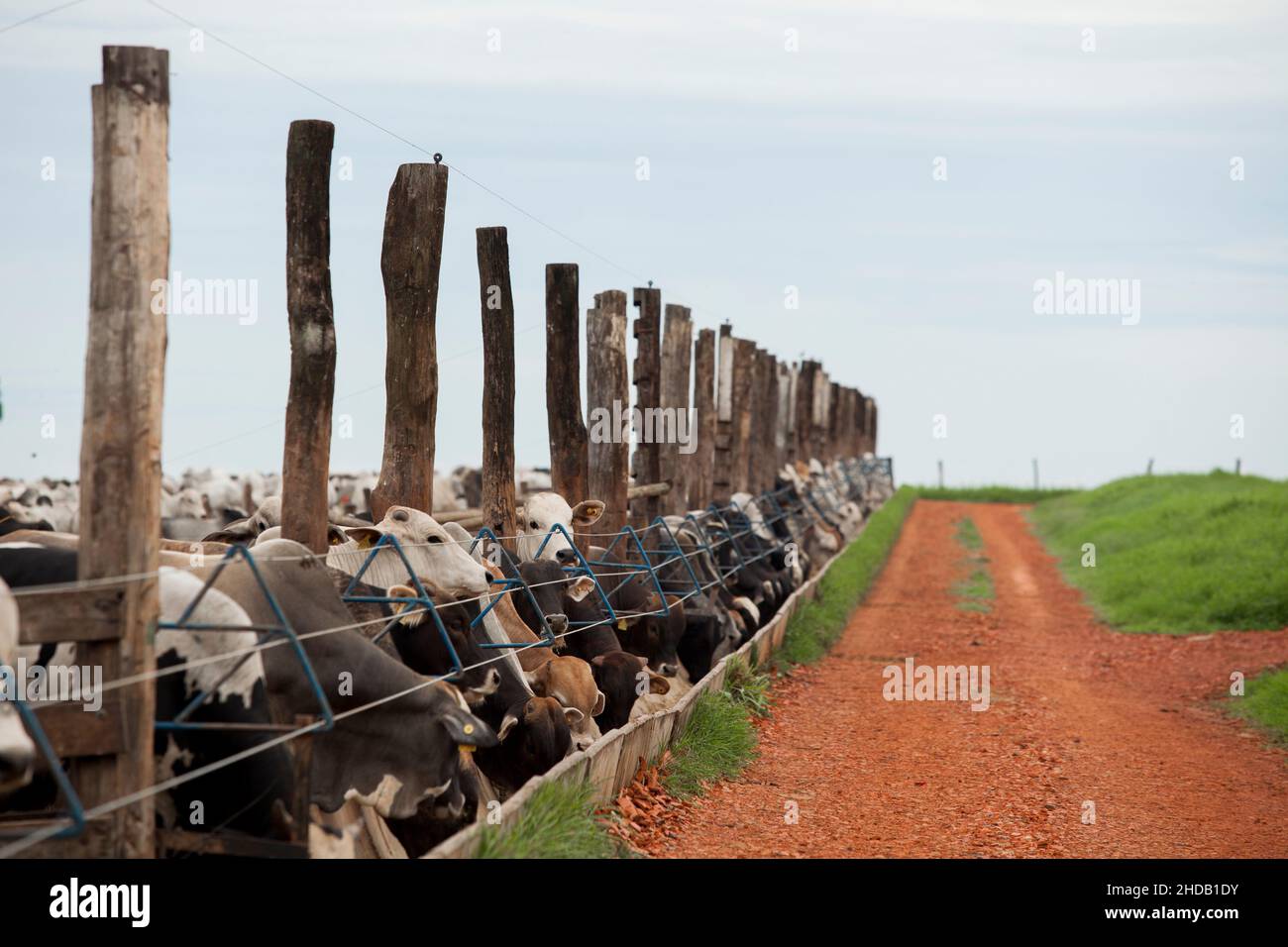 Cattle herded in america hi-res stock photography and images - Alamy