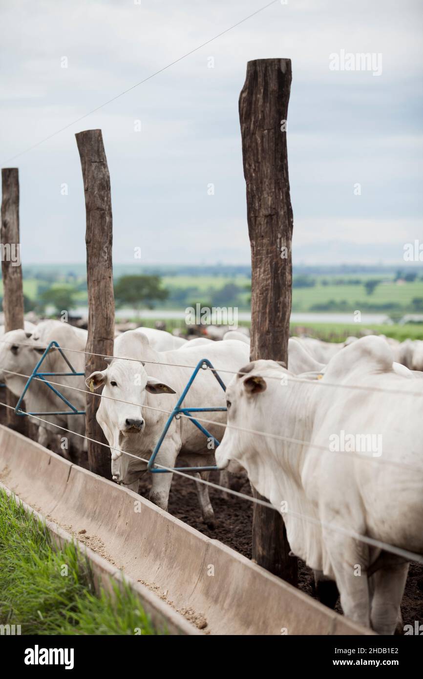 Cattle herded in america hi-res stock photography and images - Alamy