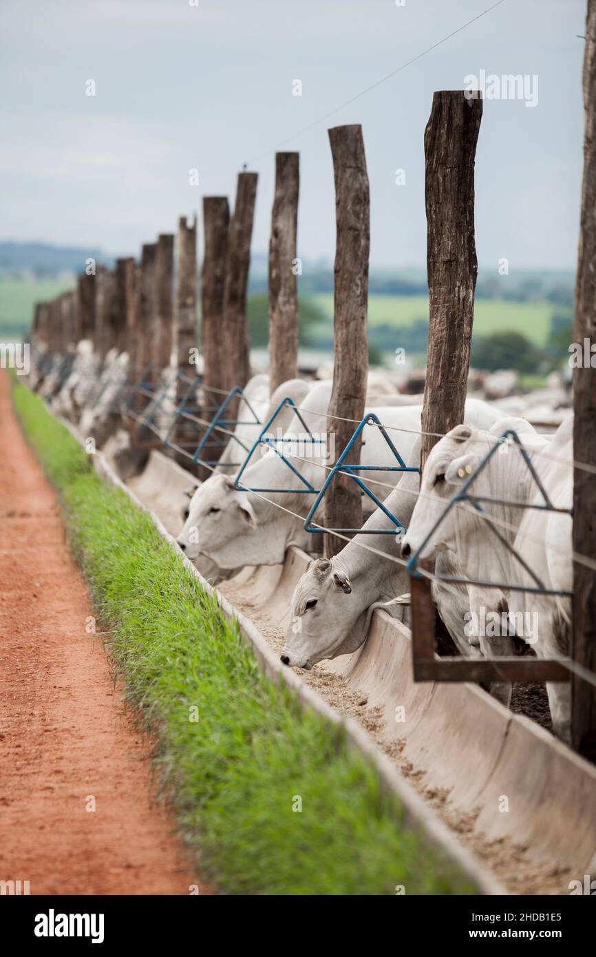 Cattle herded in america hi-res stock photography and images - Alamy