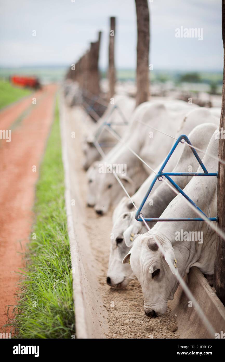 Cattle herded in america hi-res stock photography and images - Alamy