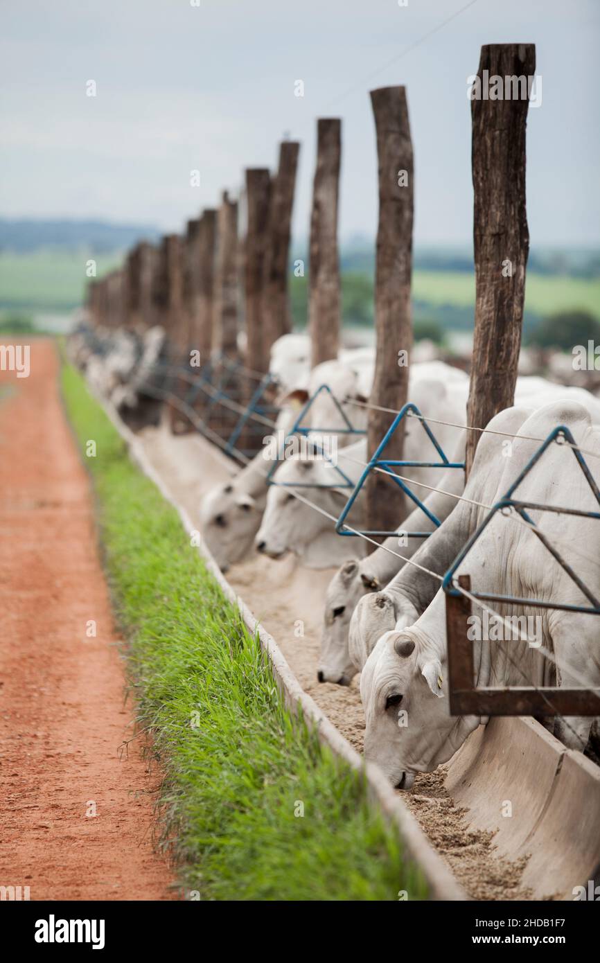 Cattle herded in america hi-res stock photography and images - Alamy