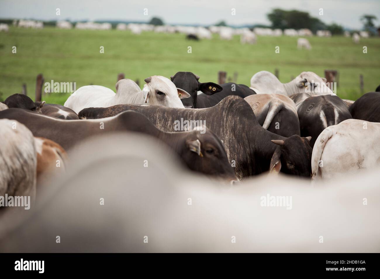 Cattle herded in america hi-res stock photography and images - Alamy