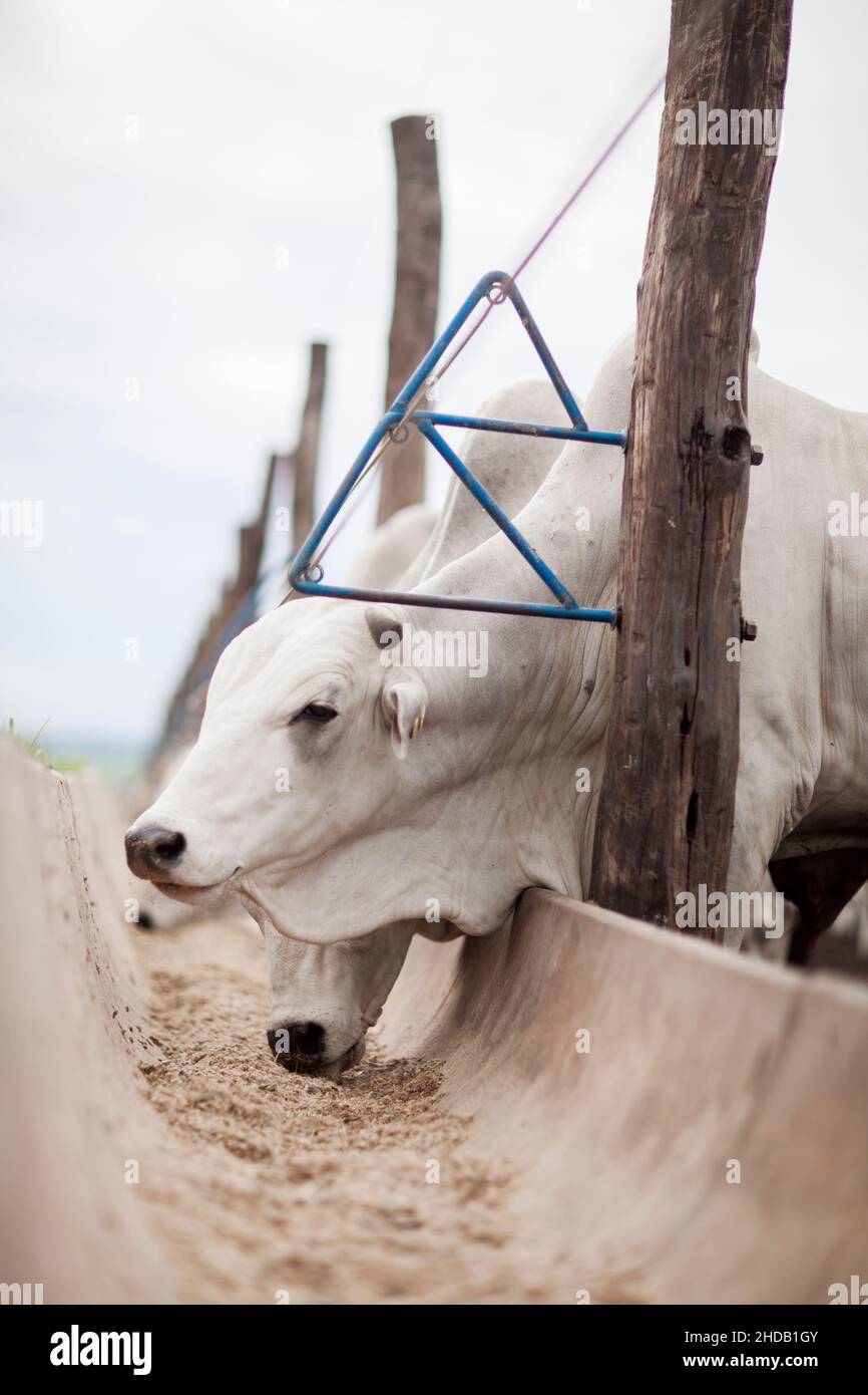 Cattle herded in america hi-res stock photography and images - Alamy